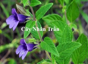 Cây nhân trần chữa được bệnh gì? Những điều cần chú ý khi sử dụng nhân trần